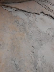 Fossilized critter prints.